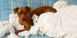 puppy proof house - dog ripping pillow
