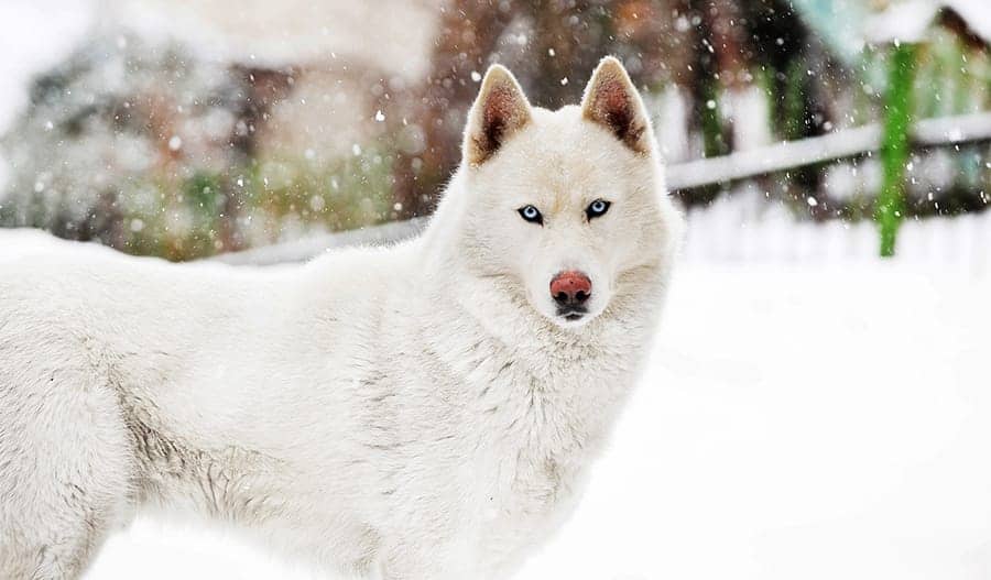 winter dog names - dog in snow