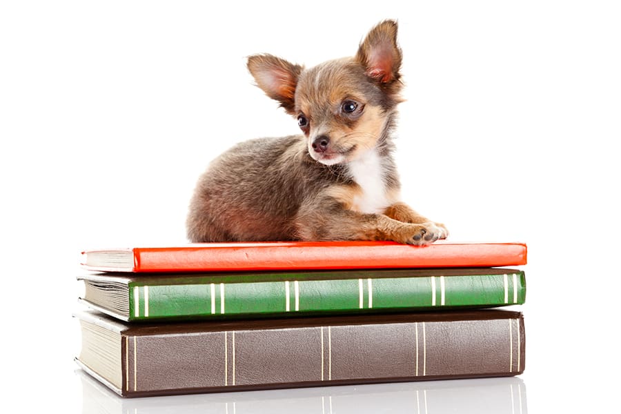 Dog with books