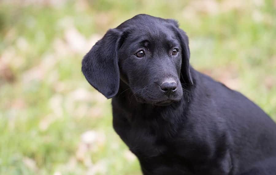 151 Black Dog Names Looking For Great Ideas