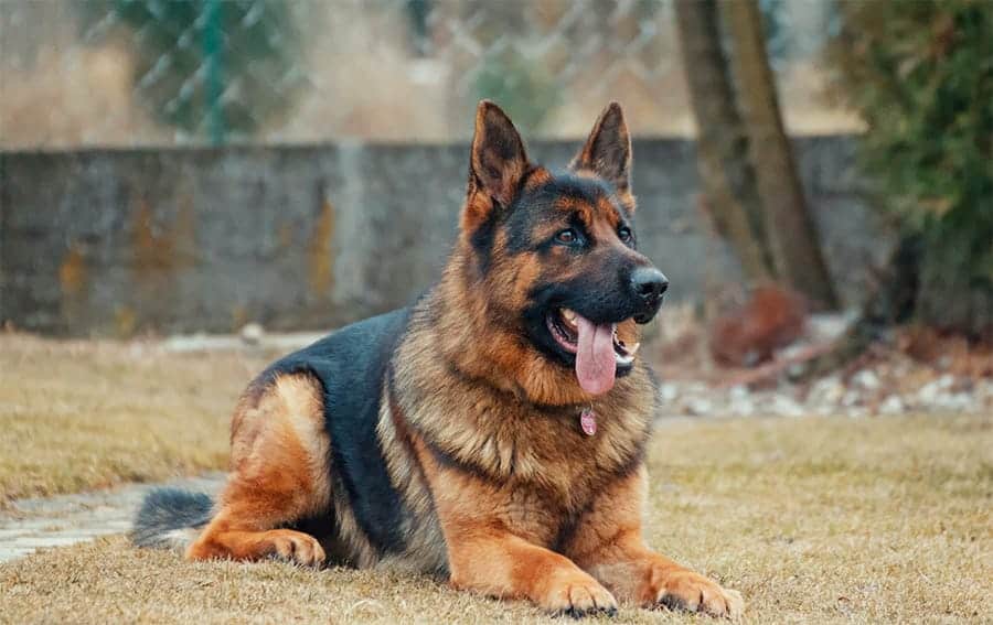 german dog names - german shepherd