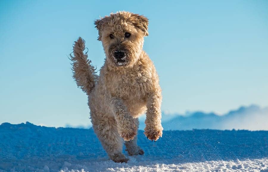 Dog in Ireland