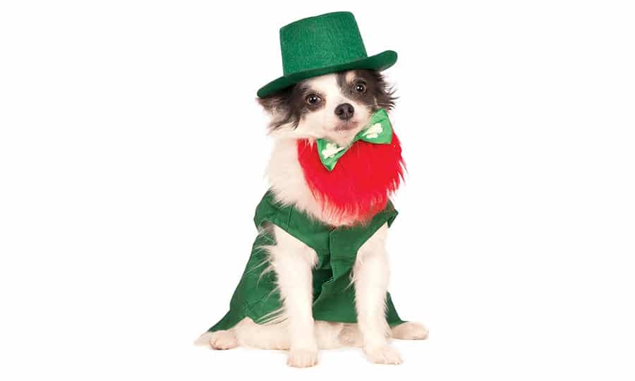 Irish Dog Names 105 Awesome Name Ideas For Your Dog