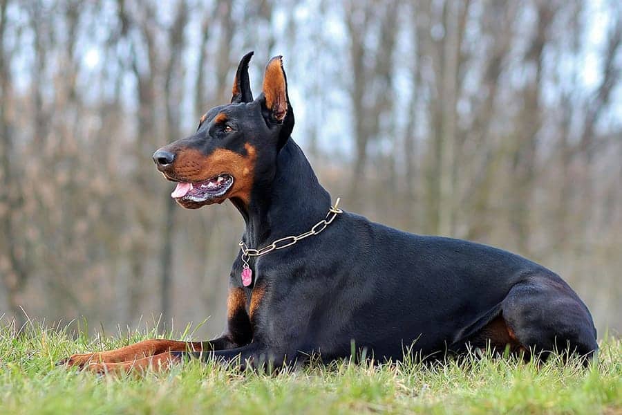 doberman names - pinscher