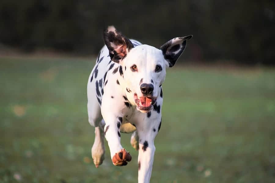 101 dalmatians dog names - dalmatian running