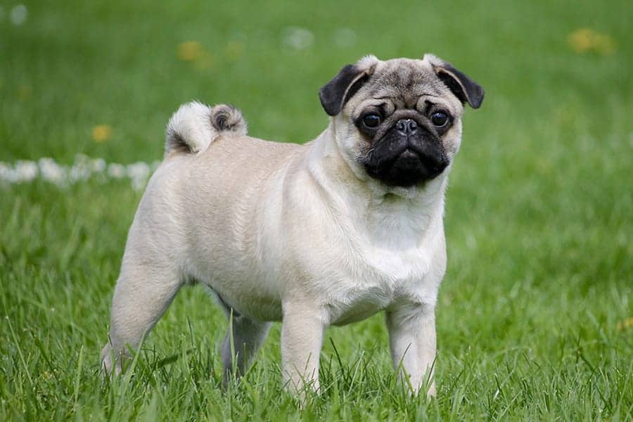 Awesome Pug Names – 250+ Sweet, Silly & Adorable Ideas