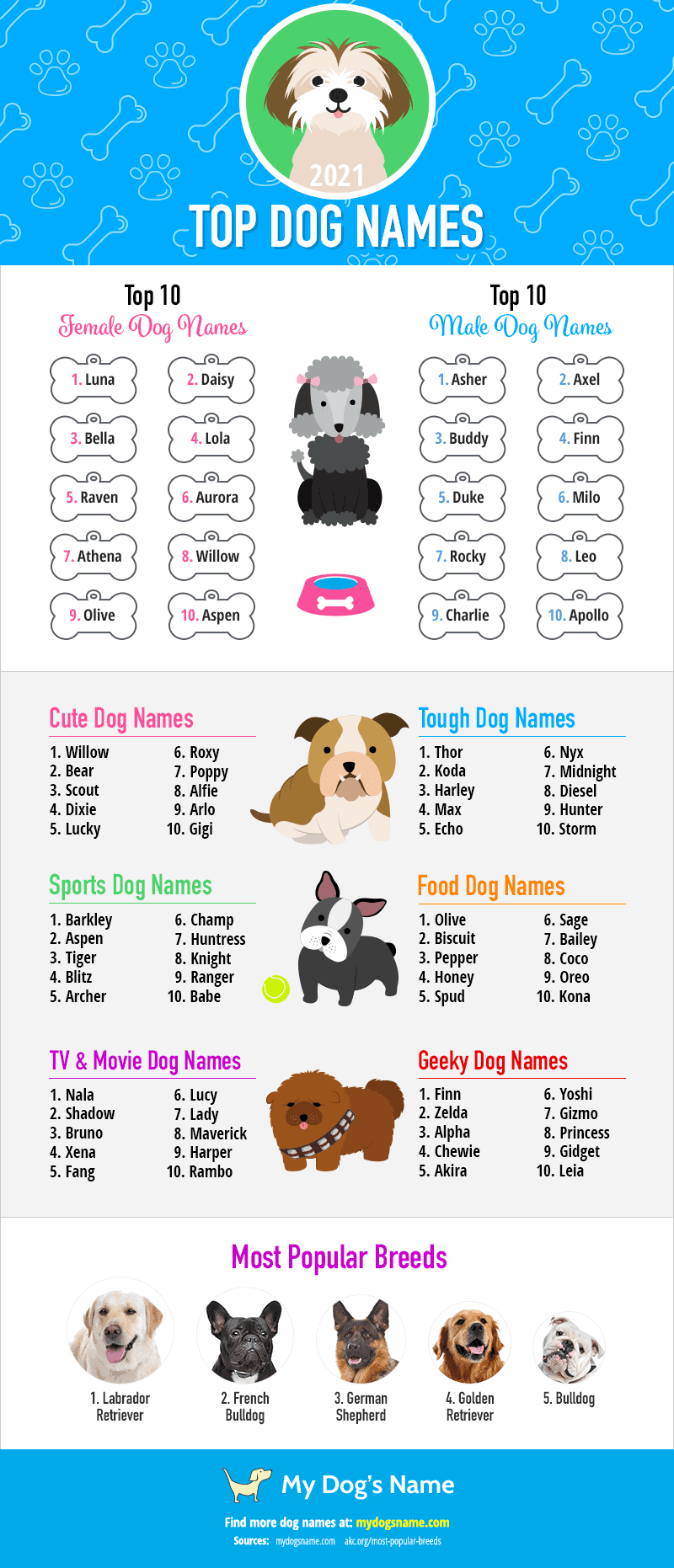 top dog names of 2021 infographic