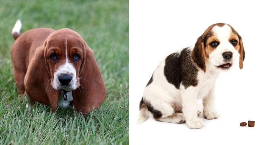 Basset Hound Vs Beagle Pros Cons Of Both Breeds My Dog S Name