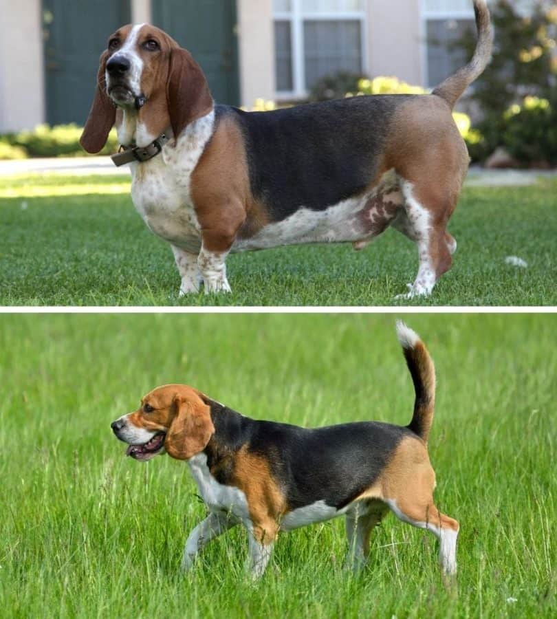 Basset Hound vs Beagle Pros & Cons of Both Breeds My Dog's Name