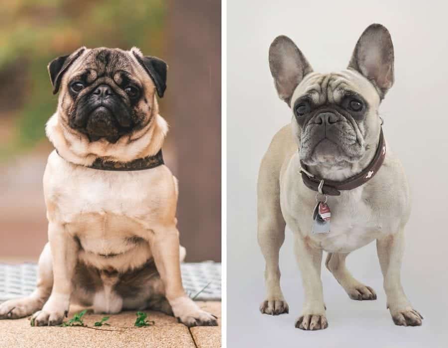 Pug vs French Bulldog: What's the Difference? - My Dog's Name