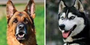 german shepherd vs husky