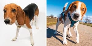 harrier vs beagle