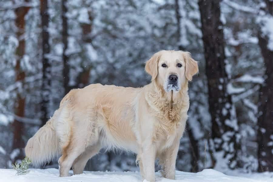 nombres de perros de invierno