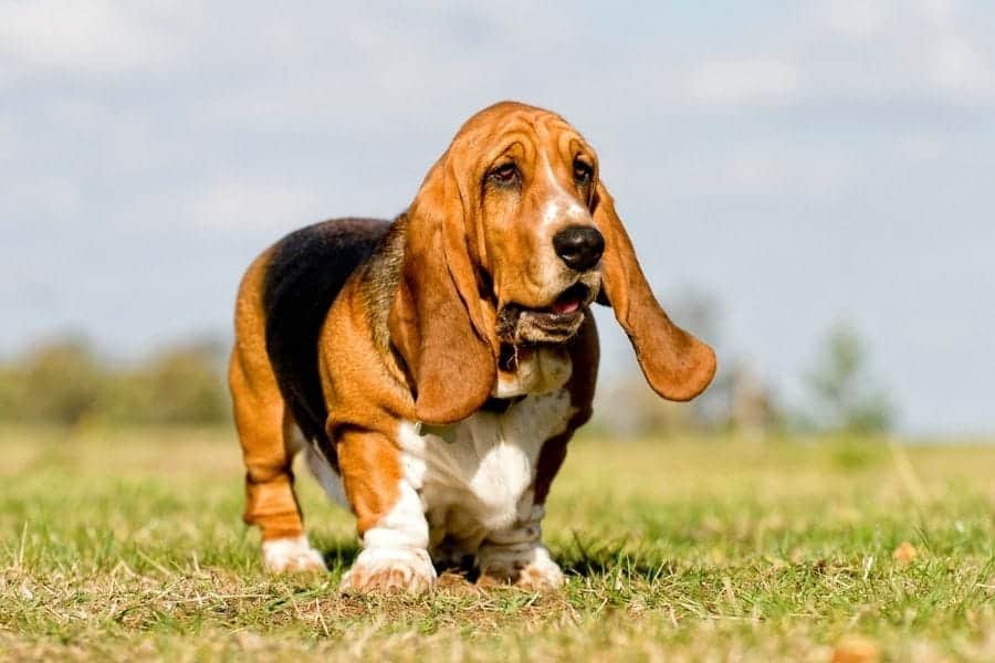 Basset Hound Names 240 Awesome Ideas My Dog S Name