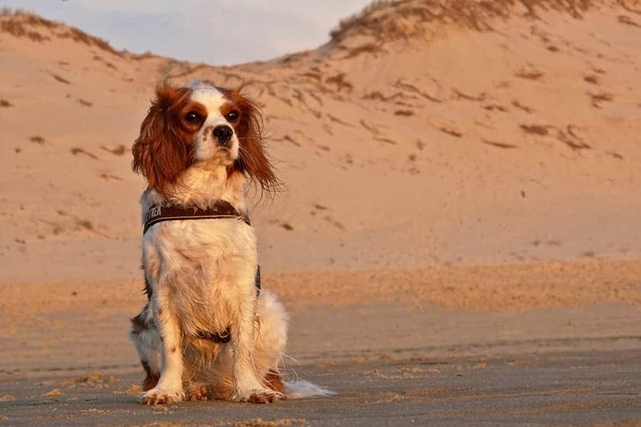 perro sentado en la arena
