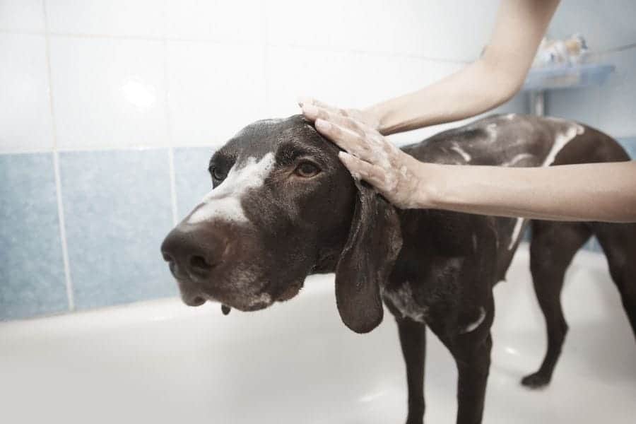 Bañar a los perros para las pulgas