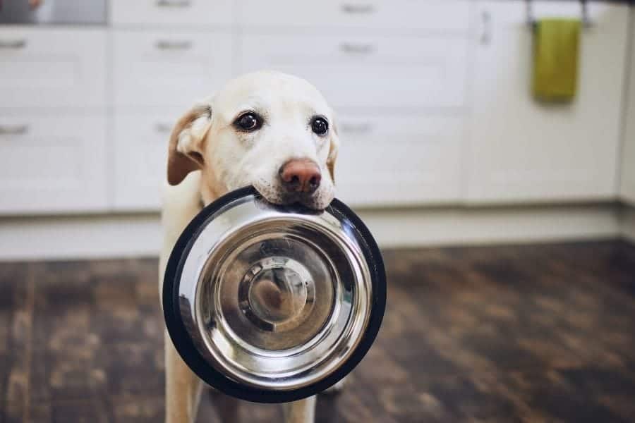 La mejor comida para perros para las alergias