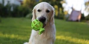 golden retriever with toy