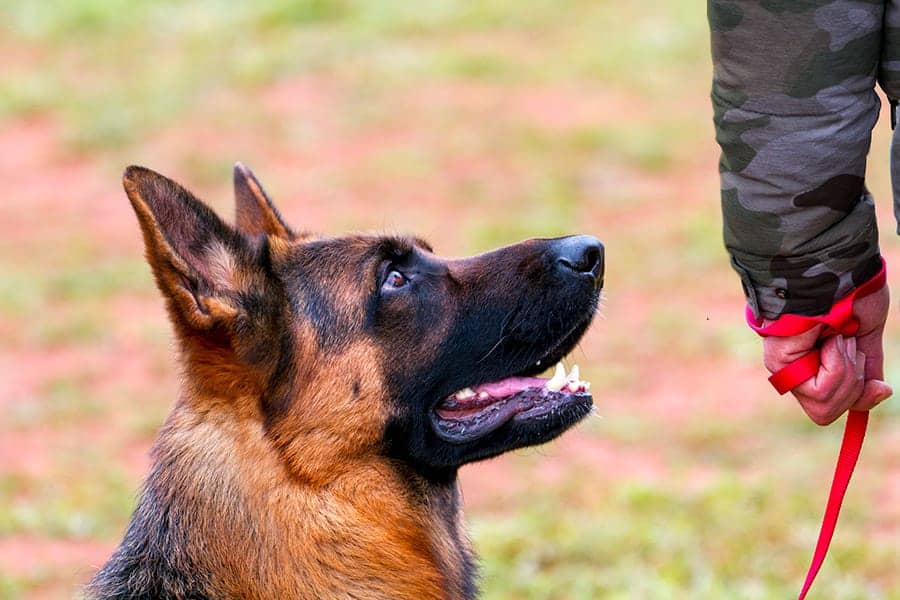 Nombres de perros militares