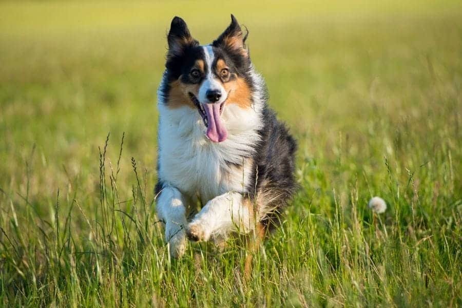 Australian Shepherd names