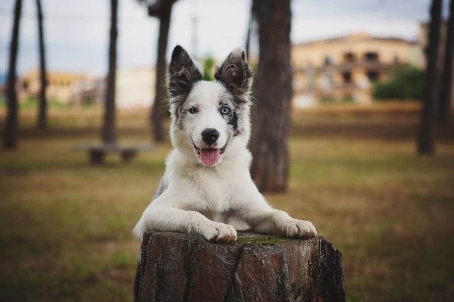 Blue eyed pup