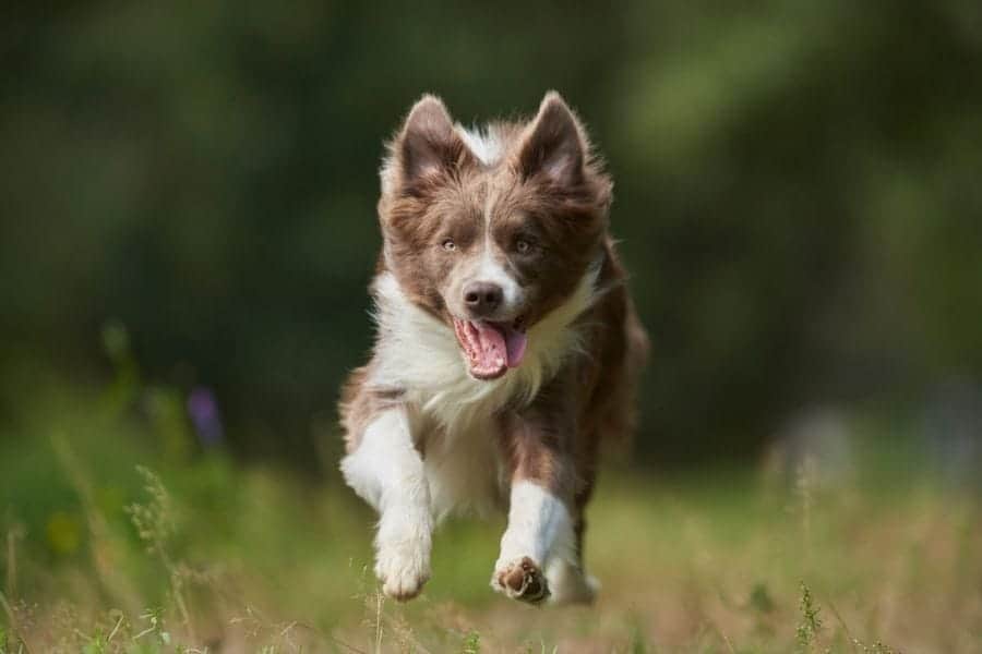 Running dog