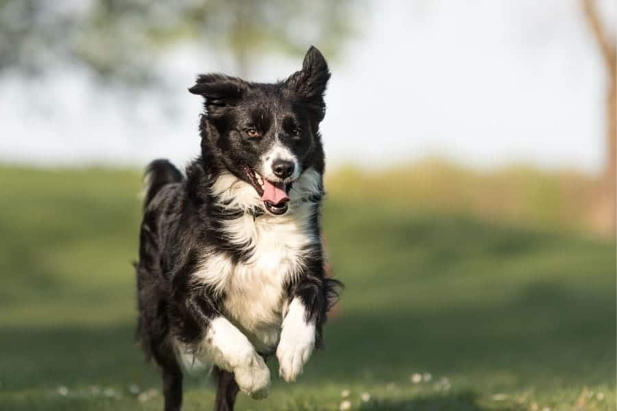 Black and white dog