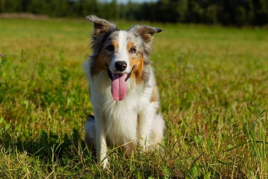 Border Collie names