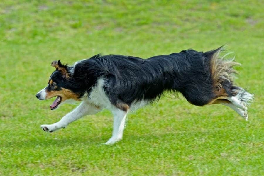 Border Collie names