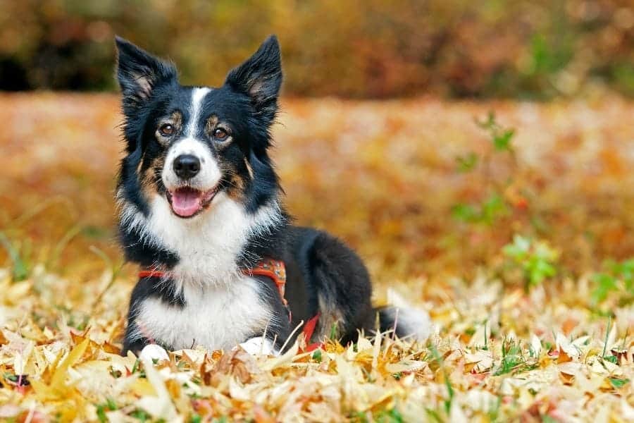 Border collie