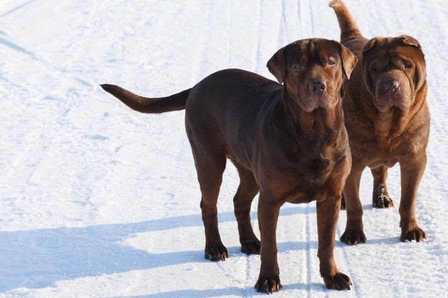 Chocolate canines