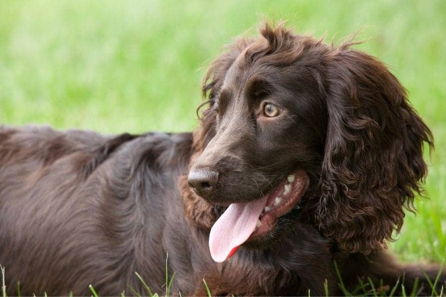 Brown curly hair dog