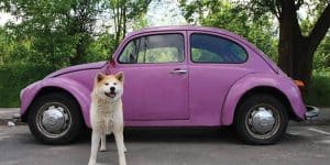 car names for dogs