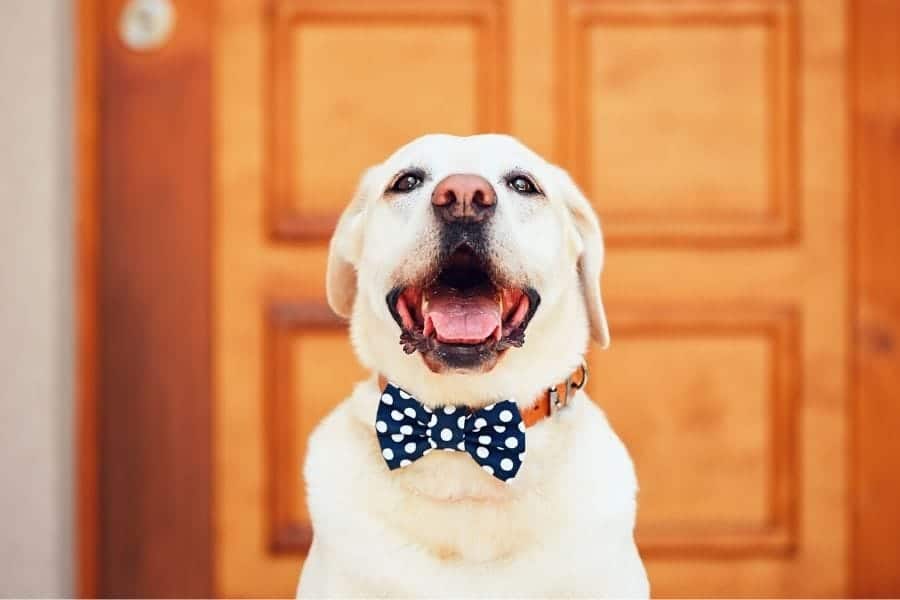 dog wearing a bowtie