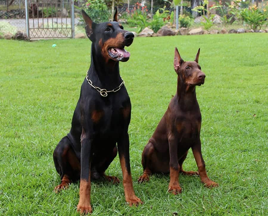 Doberman names