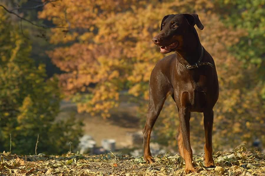 Brown Doberman