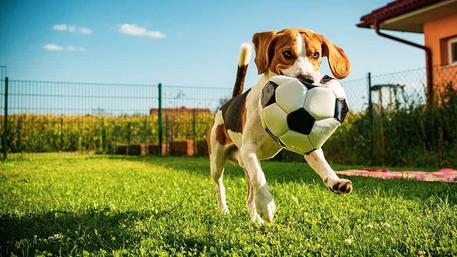 nomes de cães de esportes - cachorro com bola de futebol