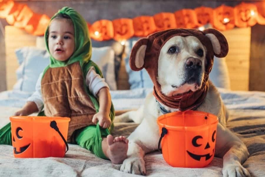 Disfraces de Halloween para perros