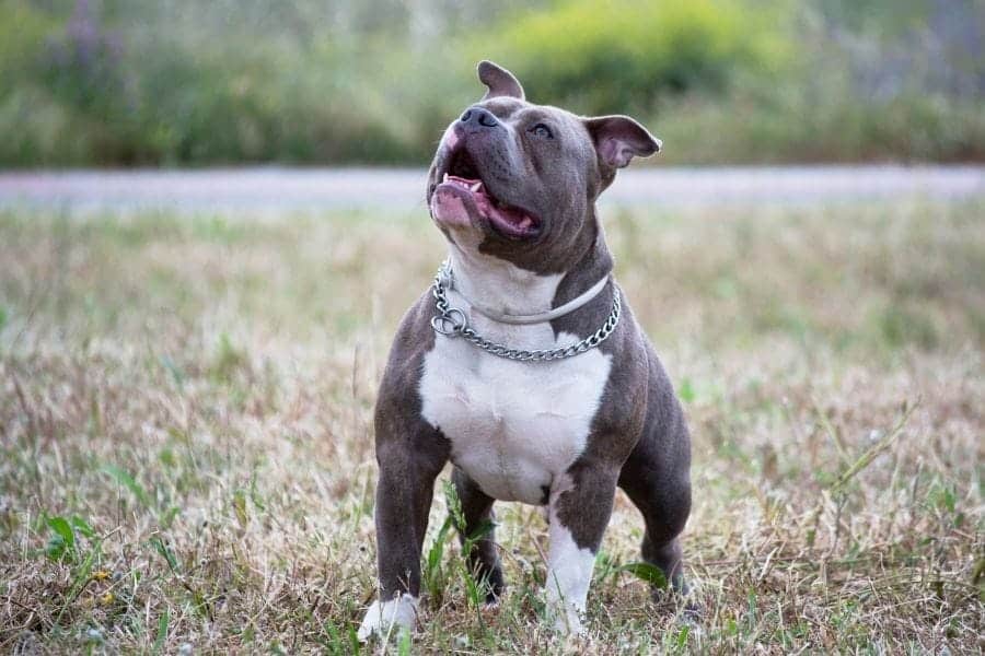 Names for Pitbulls