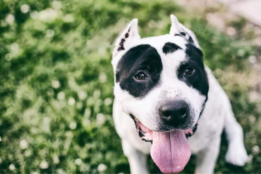 Black and white puppy sitting down