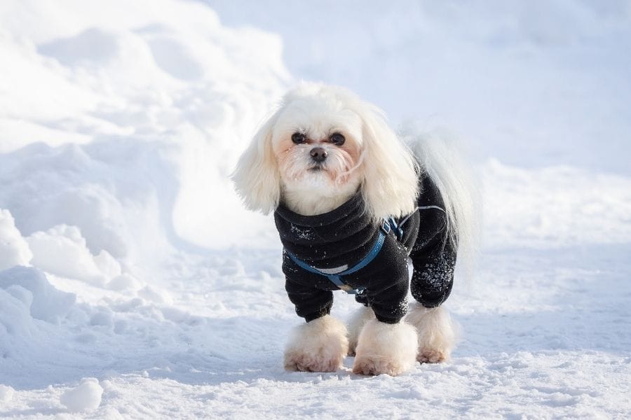 white dog in the snow