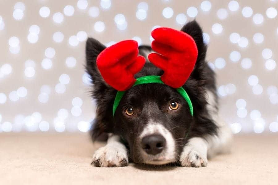 perro de navidad