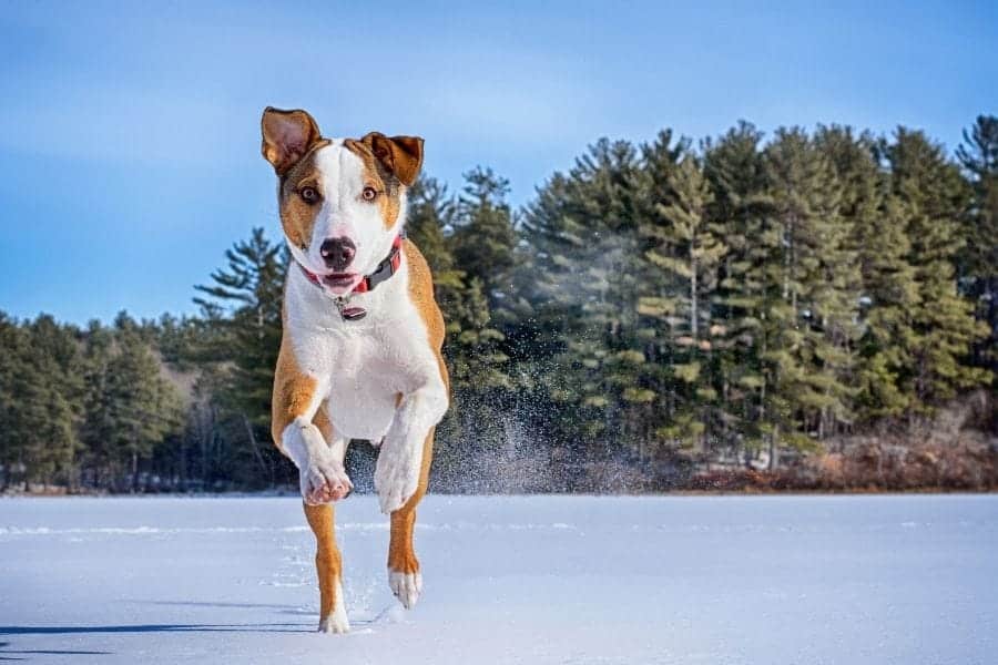 dog running in the snow