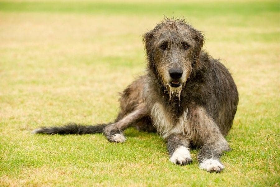 Irish dog names