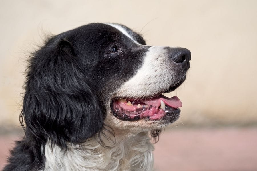 black and white dog names