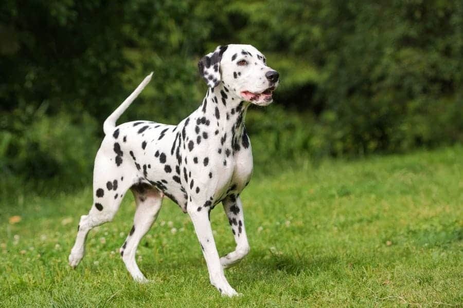 Dalmatian 