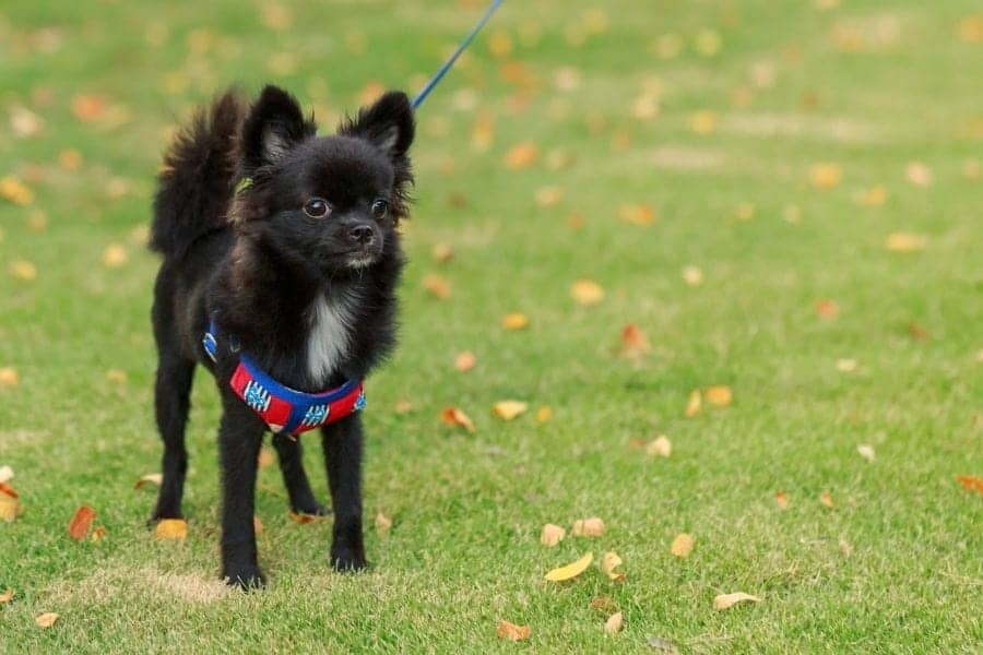 black dog names