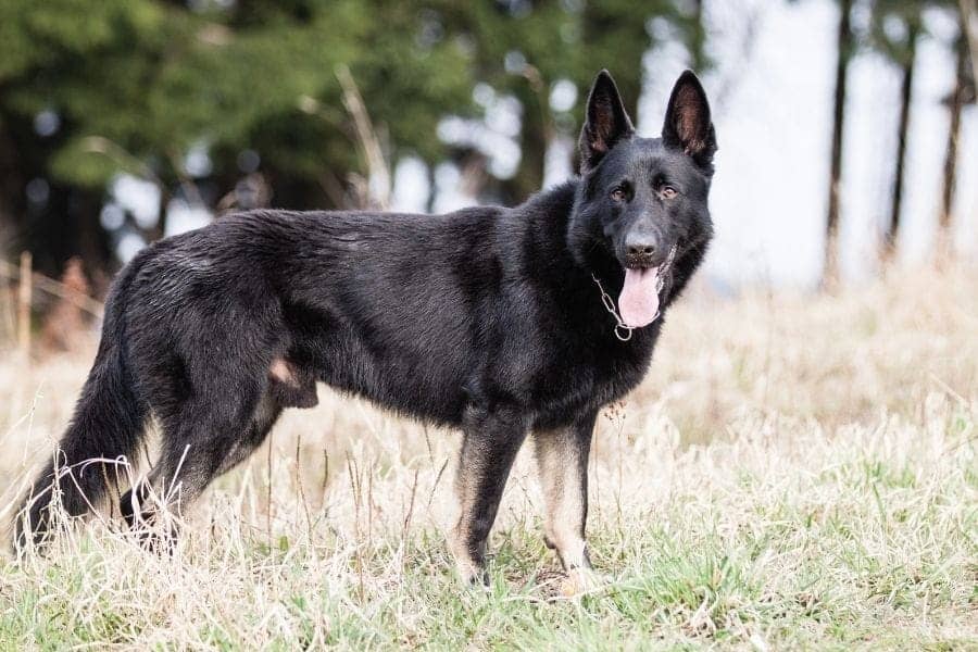 Black dog names