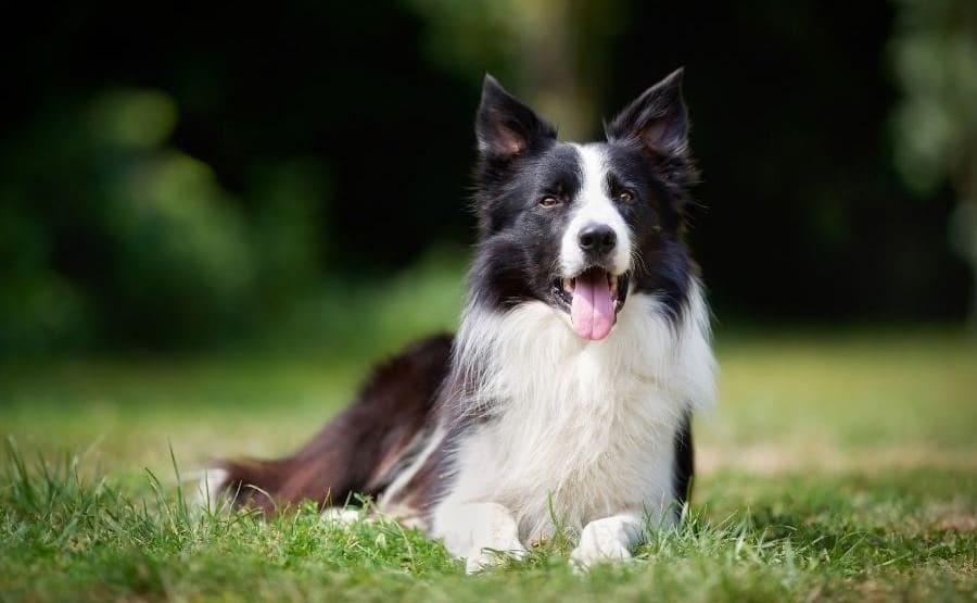 border collie names 4