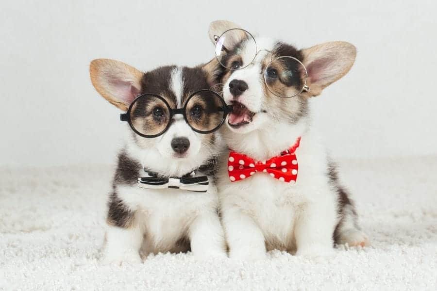 dos lindos cachorros con gafas